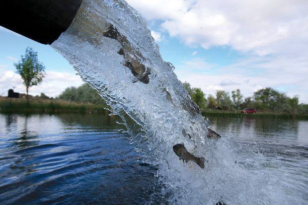 Restocking fish at Scott A. Lewis Park - Image from City of Cottleville