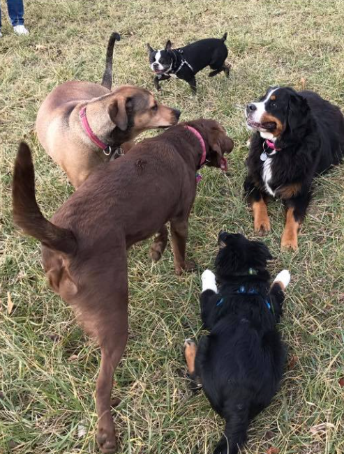 Dogs playing at Thompson Road Dog Park